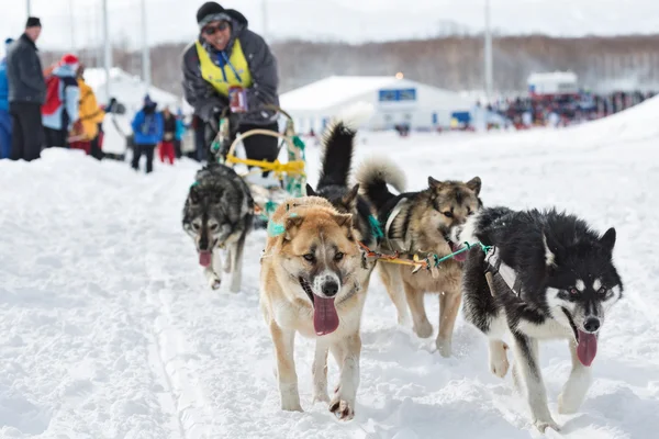 Kamchatka Sled Dog Race Beringia