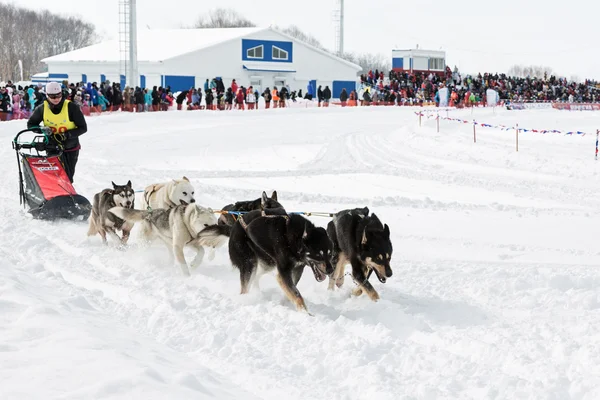 カムチャッカそり犬レース Beringia ストックエディトリアル用写真 C Petropavlovsk