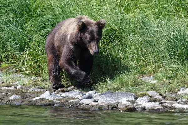 極東のヒグマ写真素材 ロイヤリティフリー極東のヒグマ画像 Depositphotos