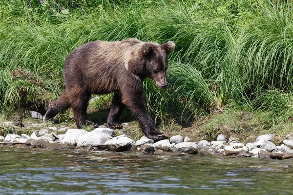 極東のヒグマ写真素材 ロイヤリティフリー極東のヒグマ画像 Depositphotos 極東のヒグマ写真素材 ロイヤリティフリー極東のヒグマ画像 Depositphotos