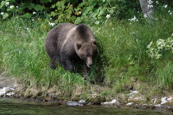 極東のヒグマ写真素材 ロイヤリティフリー極東のヒグマ画像 Depositphotos