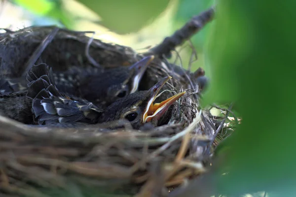 Hatchlings van Amerikaanse Robin vogel — Stockfoto