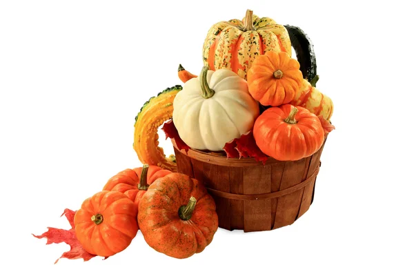 Pumpkins and squashes Fall arrangement — Stock Photo, Image