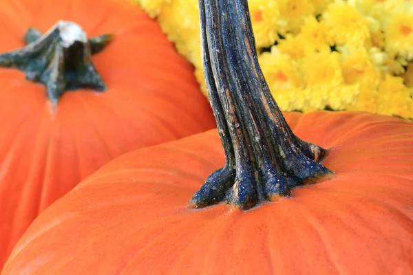 Thanksgiving Pumpkins and Flowers — Stock Photo, Image