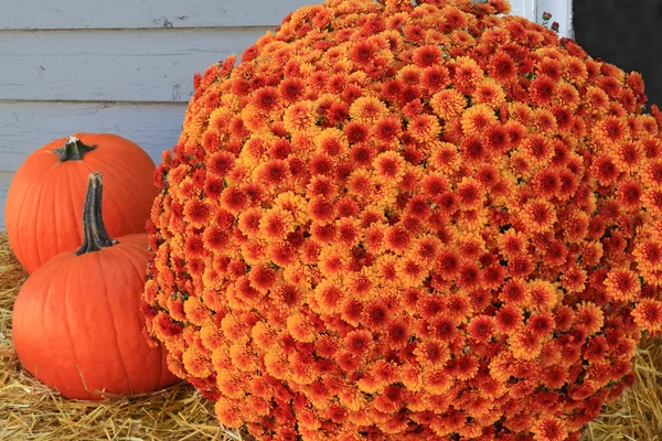 Thanksgiving Pumpkins and Flowers — Stock Photo, Image