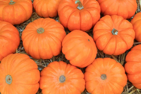 Thanksgiving Pumpkins symbols — Stock Photo, Image