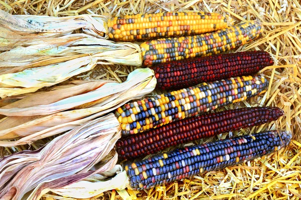 Indiano colorido Milho-Outono, Colheita e símbolos de Ação de Graças — Fotografia de Stock