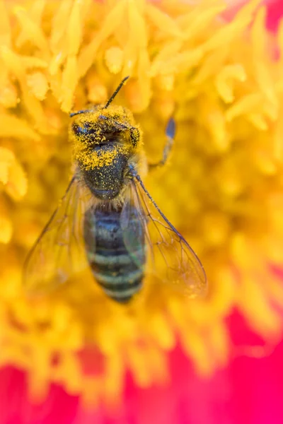 Abeille à miel couverte de pollen — Photo