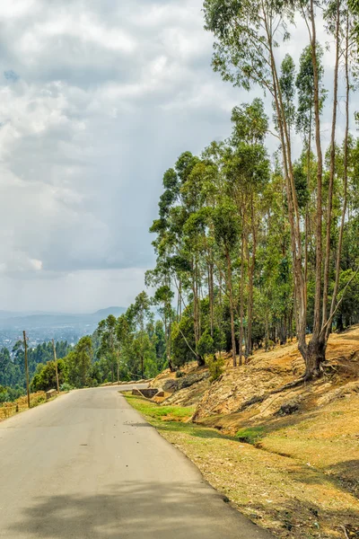 Tall Eucalyptus trees of Entoto, Addis Ababa — Stock Photo, Image