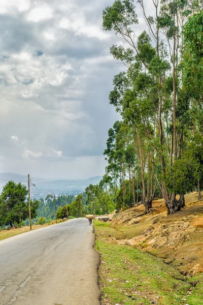 Tall Eucalyptus trees of Entoto, Addis Ababa — Stock Photo, Image