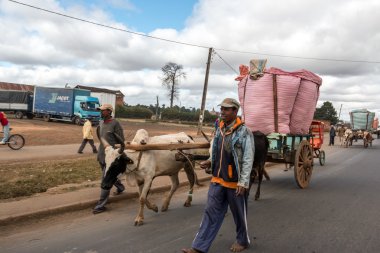 pirinç çiftçi kasabasında