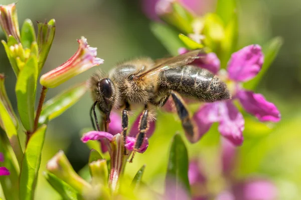 Een honingbij in de lucht — Stockfoto