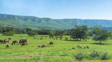 Bir alanda otlayan çiftlik hayvanları