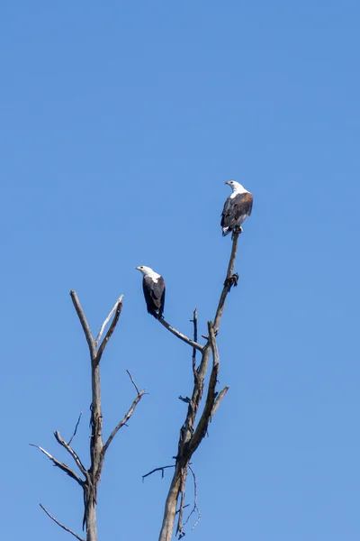 Águilas en un árbol — Foto de Stock