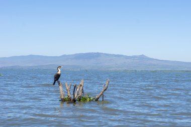 Naivasha lak üzerinde büyük siyah karabatak