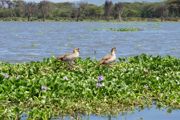 Gansos egipcios en Naivasha lak — Foto de Stock