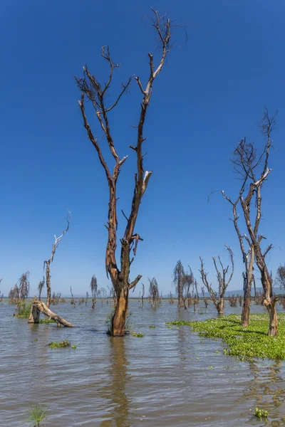 Lago Naivasha no Quênia — Fotografia de Stock