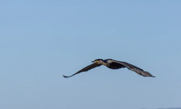 Great Black Cormorant on Naivasha lak — Stock Photo, Image