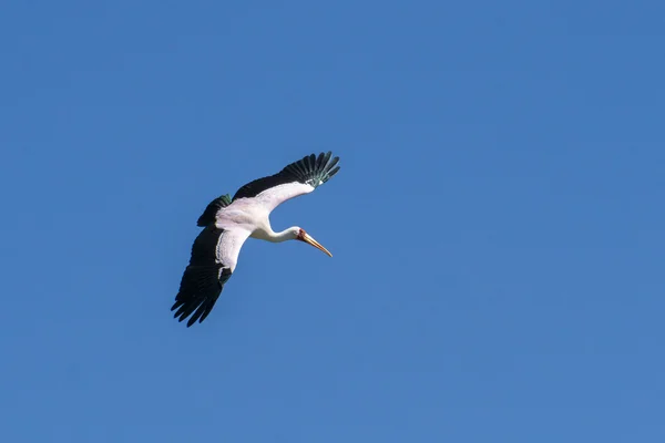 Gulnäbbad Stork i mitten av flygningen — Stockfoto