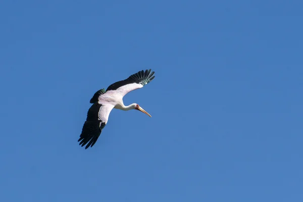 Cigüeña de pico amarillo en pleno vuelo —  Fotos de Stock