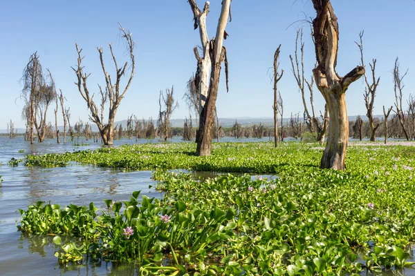 Lago Naivasha no Quênia — Fotografia de Stock