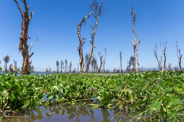 Lago Naivasha no Quênia — Fotografia de Stock