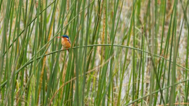 Hawassa göl kenarında malakit Kingfisher