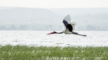 Saddlebill orta uçuş