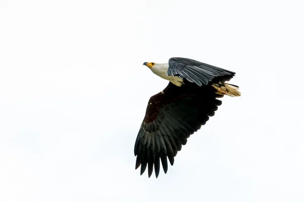 Águila pescadora africana en pleno vuelo — Foto de Stock