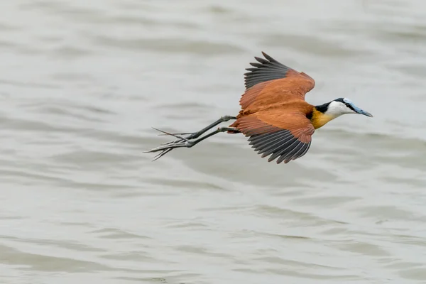 African Jacana w połowie lotu — Zdjęcie stockowe