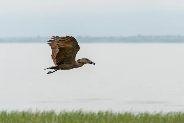 Hamerkop auf mittlerem flug — Stockfoto