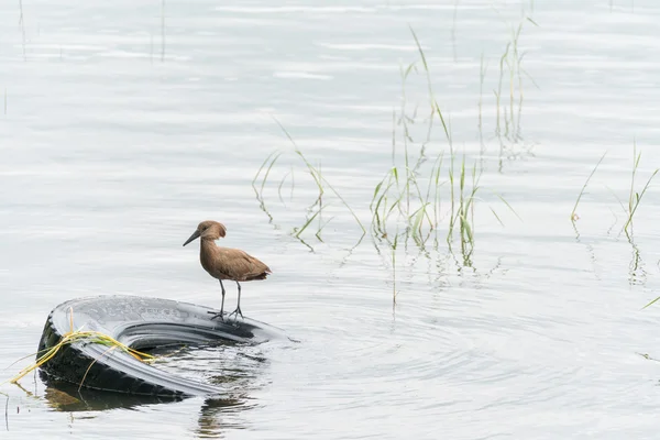 アワサ湖でシュモクドリ — ストック写真