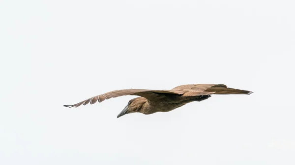 Hamerkop in mid flight — Stock Photo, Image