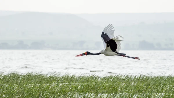 Saddlebill in mid flight — Stock Photo, Image