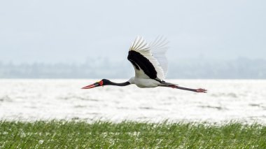 Saddlebill orta uçuş