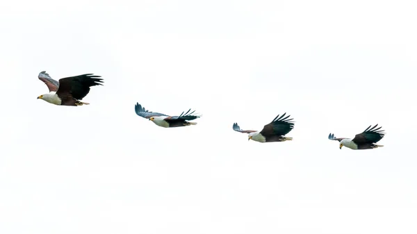 African Fish-eagles in mid flight — Stock Photo, Image
