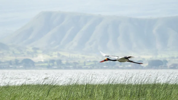 Saddlebill en pleno vuelo —  Fotos de Stock