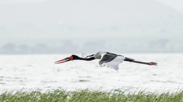 Saddlebill orta uçuş — Stok fotoğraf