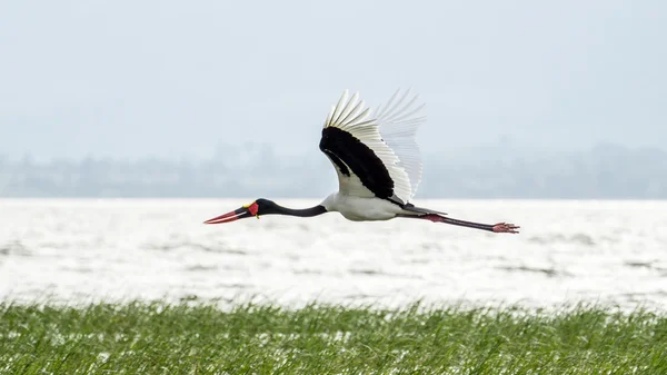 Saddlebill à mi-vol — Photo