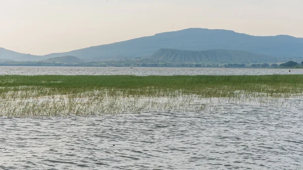 美丽的 Hawassa 湖 — 图库照片