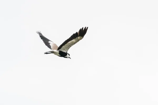 Spur-winged Lapwing in mid flight — Stock Photo, Image