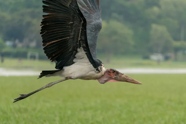 Marabou Stork mitt i flygningen — Stockfoto