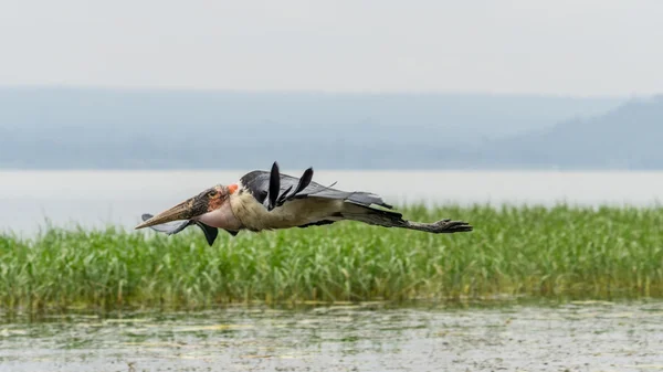 Marabou Stork in mid flight — Stock Photo, Image