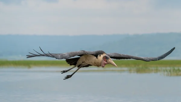 Marabou Stork uprostřed letu — Stock fotografie