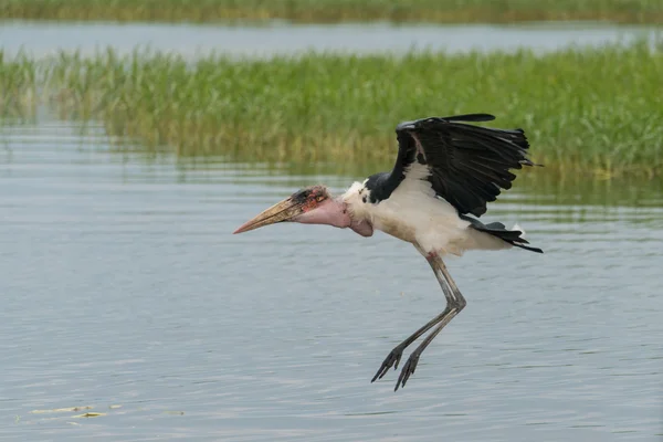 Marabou-Storchenlandung — Stockfoto