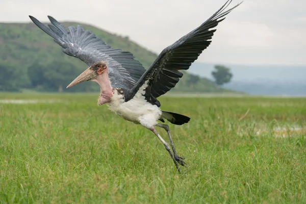 Marabou Stork tar fart för flygning — Stockfoto