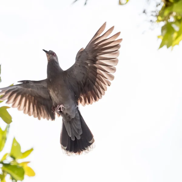 A pigeon in mid flight — Stock Photo, Image