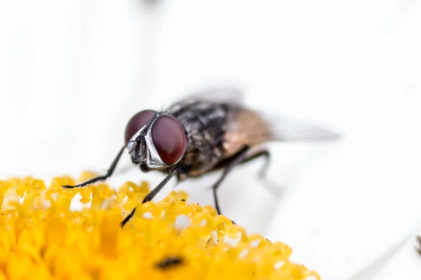 Huis vliegen zuigen de nectar van een bloem — Stockfoto
