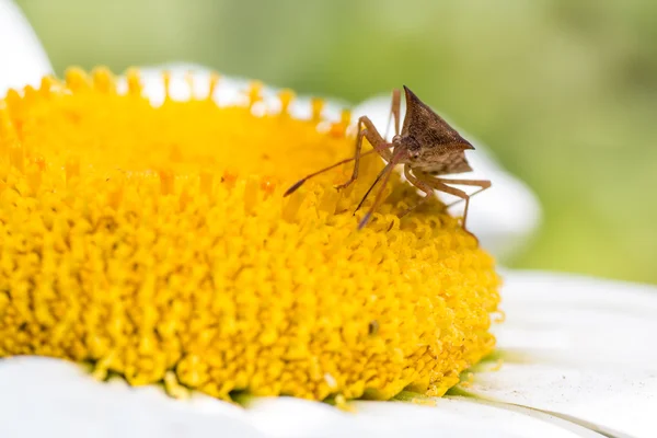 Insecte sucer le nectar d'une fleur — Photo