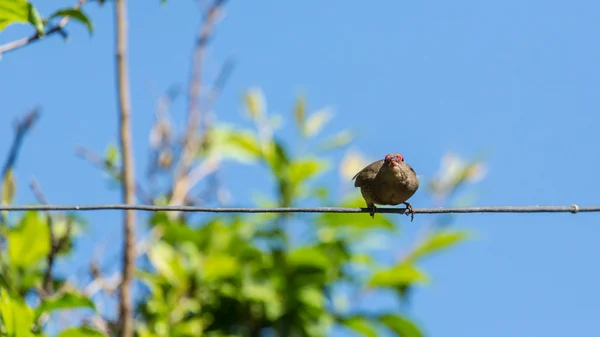 Pássaro em um arame — Fotografia de Stock
